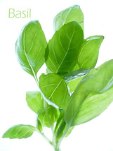 1000 Licorice Basil Ocimum Basilicum Herb Flower Seeds USA Shipping - $12.20