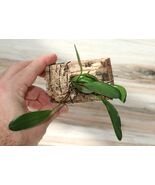 PLEUROTHALLIS RUBENS SMALL ORCHID MOUNTED - $33.00