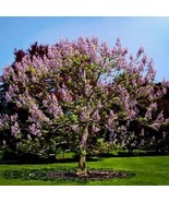 SDC 25 Redbud Tree Seeds To Grow Fresh Seeds - $29.10 CAD