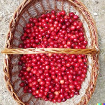 New 20 Evans Cherry Tree Seeds Prunus Cerasus Evans Tasty Edible Tart Fruits Fre - $10.00