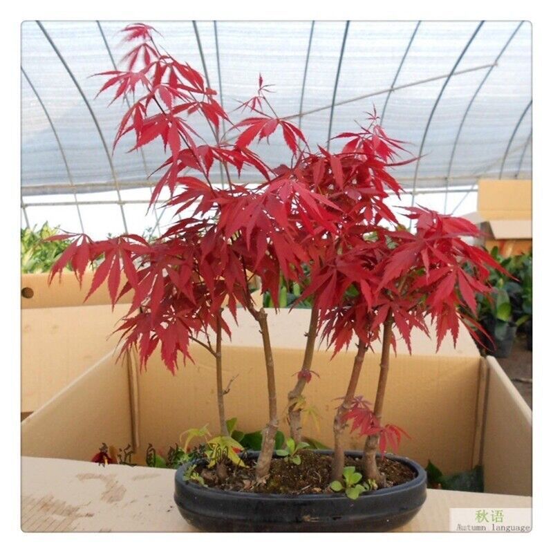 Red Japanese Maple Acer Palmatum atropurpureum Tree Bonsai 20 seeds - $10.99
