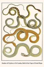 Snakes of Ceylon or Sri Lanka, Bali & the Cape of Good Hope 20 x 30 Poster - $25.98