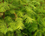 Dawn Redwood (Metasequoia) - 5-10 inch Bare Root Trees- Bonsai or Landscape - $18.76+