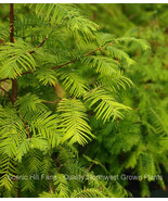 Dawn Redwood (Metasequoia) - 5-10 inch Bare Root Trees- Bonsai or Landscape - £14.71 GBP+