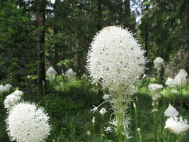 Bear Gras Bear Lily Xerophyllum Tenax 100 SeedsFrom US  - £6.63 GBP