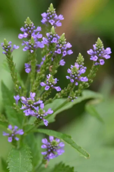 Verbena Hastata Blue Vervain 400 Seeds Garden - £14.95 GBP