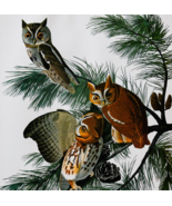 1979 Screech Owl Color Plate Print Audubon Birds Of America Vintage Art ... - $41.15 CAD