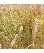White Sonora Wheat Grain Seeds Seed Packet 550 Seed Starter Pack Grow Your Own F - $16.28