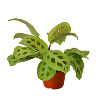 Maranta Plant in 4-inch Nursery Pot, Prayer Plant, Colorful Plant with Attitude - £20.30 GBP