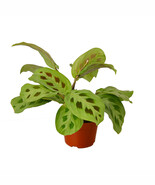 Maranta Plant in 4-inch Nursery Pot, Prayer Plant, Colorful Plant with Attitude - $25.41