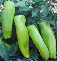 Cubanelle Pepper Seeds 25 Beautiful Green To Yellowish Orange Then Red N... - $3.96