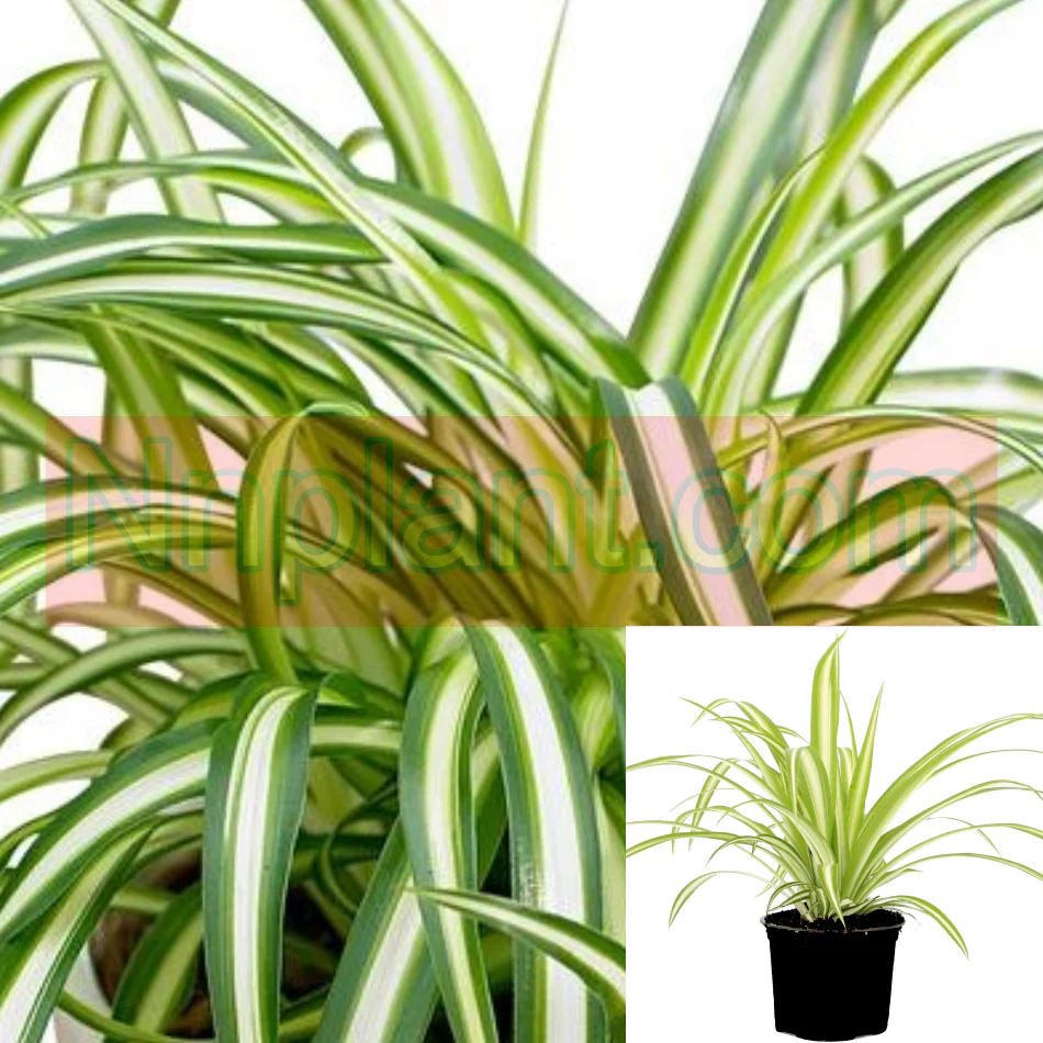 Spider Variegated Chlorophytum comosum Variegatum zebra Live Plant 4&quot;pot - $16.99