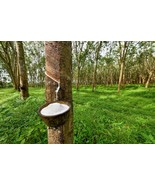 KKG Hardy Rubber Tree Seeds For Planting 20 Seeds Eucommia Ulmoides US S... - $16.37