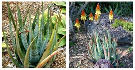 Aloe cryptopoda Succulents Garden Plants Seeds 10 Seeds - £20.70 GBP