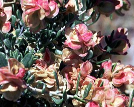 Atriplex Canescens (Four-wing Saltbush) 30 seeds - £1.22 GBP