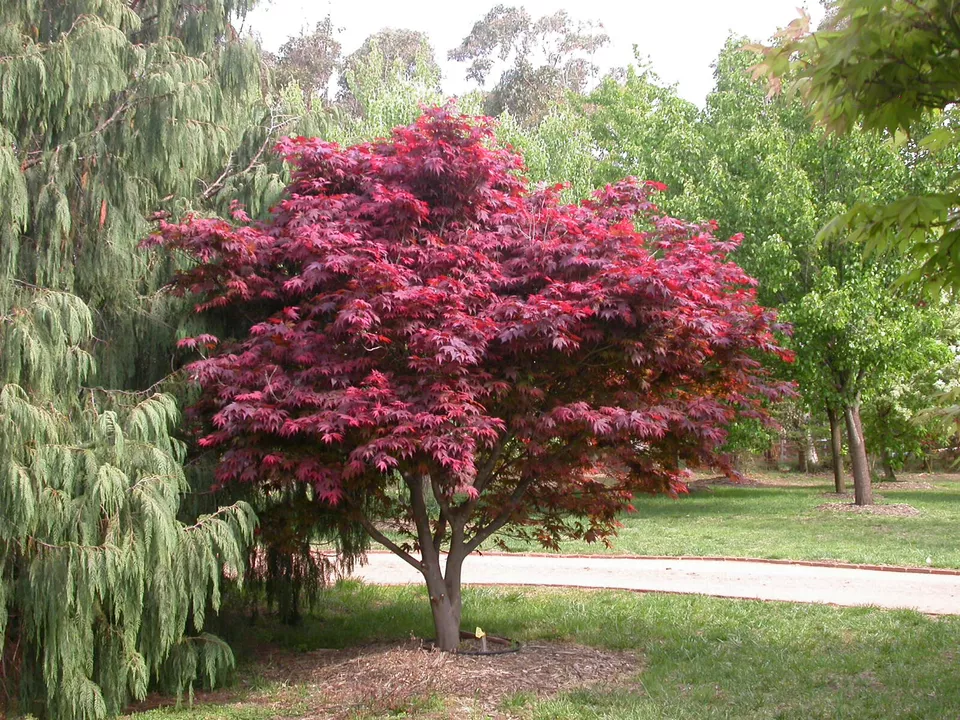 Red Japanese Maple Acer palmatum 10 seeds - £5.83 GBP