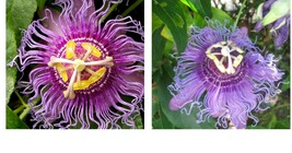 2 Plants For 1 Special! Passion Flower Possum Purple Garden Perennial Vine - £33.52 GBP