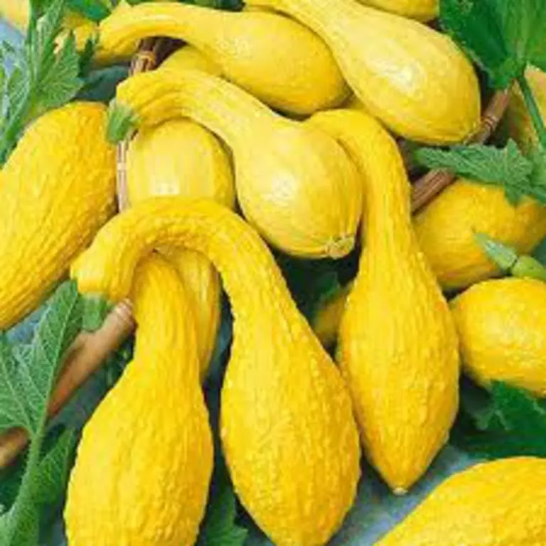 HGBO 10 Yellow Crookneck Summer Squash Seeds Non GMO Variety Sizes Bulk ... - $8.56