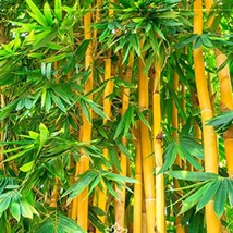 Golden Bamboo Plant Seeds Usa Seller - $15.82