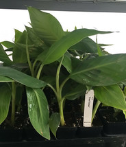 Dwarf Green Banana -  Cavendish Type - Live Plant - Musa Dwarf Green - £15.09 GBP