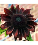 Chocolate Cherry Sunflower Seeds - 50pcs/pack - Rich Red-Brown Blooms - $8.00