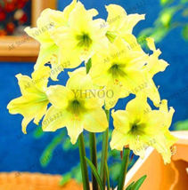 Super Big Bulb True Amaryllis Bulbshippeastrum Flowers Bulbs Rare Bonsai... - $17.59