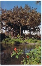 Florida Disney Postcard Swiss Family Island Treehouse - $2.96