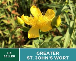 100 St. John&#39;s Wort GREATER Seeds Hypericum pyramidatum Herb Large Yellow Flower - £12.59 GBP