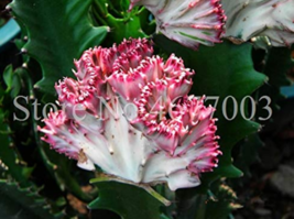 Lactea Bonsai 100  pcs/Bag Perennial Succulent Shape Peculiar &amp; Beautiful with H - £3.96 GBP