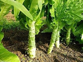 50+ Seeds Chinese Lettuce Stem Asparagus Celttuce Celery Luttuce |  NO-G... - $2.15+