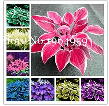 Hosta Bonsai Plants, Perennials Lily Flower Shade Hosta Flower  - (Color... - $7.75