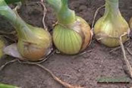 BELLFARM Onion Large White Vegetable Seeds organic Chinese vegetables  E... - £14.24 GBP