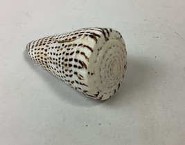 South African Turban Seashell Turbo Decorative Snail Shell - 4” - $20.80 CAD
