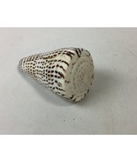 South African Turban Seashell Turbo Decorative Snail Shell - 4” - $20.80 CAD