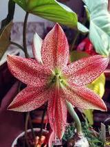 Amaryllis Bulbs, Papilio Hippeastrum Bulbs, 5 SEEDS D - £30.63 GBP