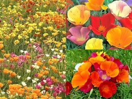 1001+CALIFORNIA Poppy Mix Native Flower Garden Wildflower Seeds Patio Container - £10.27 GBP