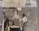 Men w Baskets Harvesting Indian River Pineapples Florida Keystone Stereo... - £3.91 GBP