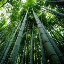 Bamboo ( Bambusa Vulgaris) Live Cutting Plant / Sprout Beautiful - £39.50 GBP