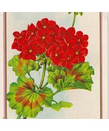 Red Geraniums Antique  Floral Greeting Postcard - $4.00