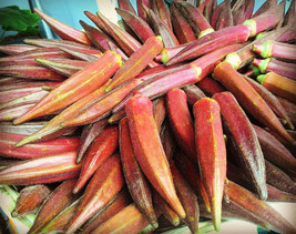 50 JING ORANGE OKRA Abelmoschus Esculentus YellowFlwr Red Orange Vegetab... - $13.60