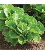 KBS Romaine Lettuce Seeds Romaine Parris Island Cos Lettuce Seeds 1000 S... - $13.12