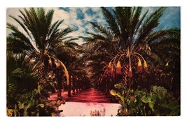 Vintage Postcard Date Garden Trees Arizona Landscape Fruit Food - £7.46 GBP