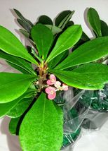 4.5&quot; Pot Euphorbia Pink Crown of Thorns Live Plant Pink Flowers Bloom - £51.05 GBP