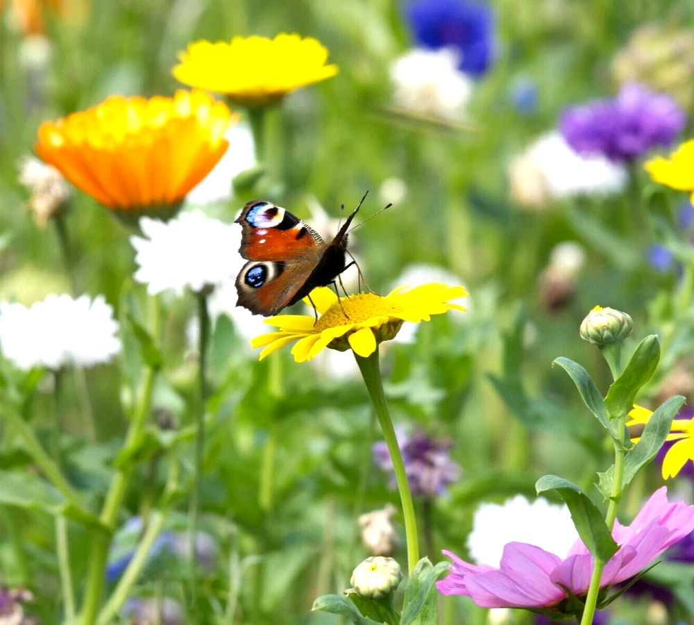 1200 Seeds Wildflowers Rare Spring Butterfly Mix French Pollinators Humm... - $4.81