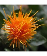 PSA Safflower Saffron Carthamus Tinctorius Yellow Orange Ctavl 300 See F... - $60.23 CAD