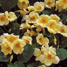 BEST 25 Seeds Easy To Grow Yellow Milkmaid Nasturtium Flowers - £7.86 GBP