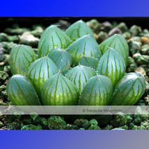 Haworthia Obt Yamada Black Succulent Seeds 5 Seeds Garden USA Shipping - £11.69 GBP