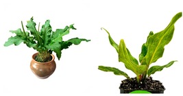 Live Plant Anthurium plowmanii Houseplant - Anthurium - Live Plant - £29.53 GBP