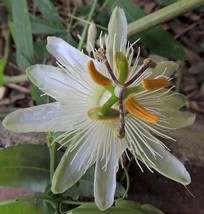 30 SEEDS Passiflora Purely White Flower Seeds - £8.64 GBP