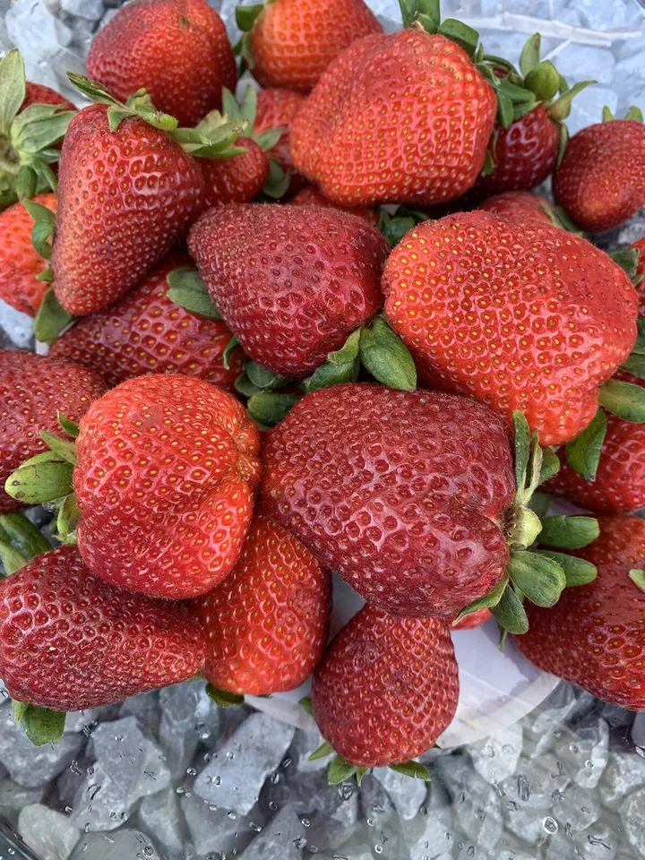 Mixed strawberry 25 seeds Everbearing Fragaria Fruit seeds From US - £6.28 GBP